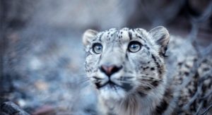Read more about the article Snow Leopard Conservation Centre in Uttarkashi forests