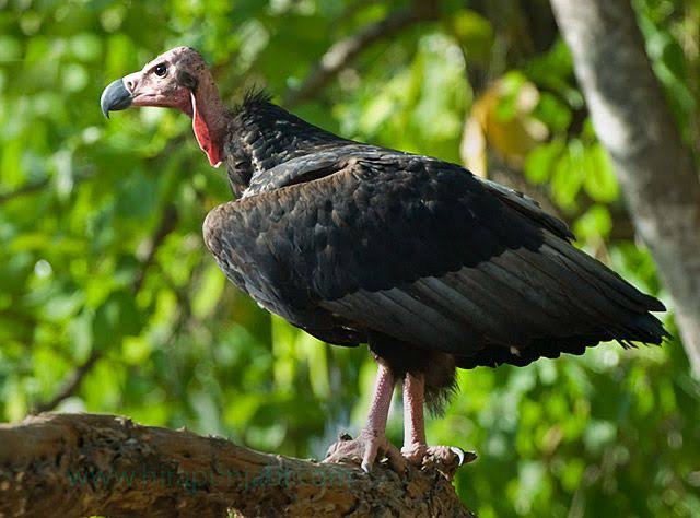 Asian King Vultures Civilsnotebook