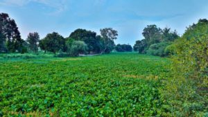 Read more about the article Wetlands in Punjab