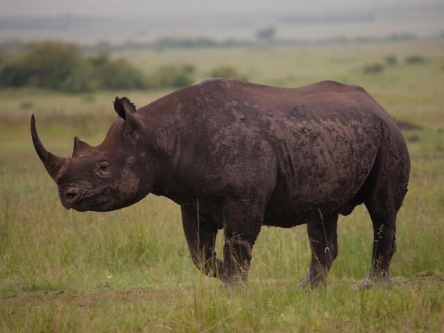 Read more about the article Greater One-Horned Rhinos